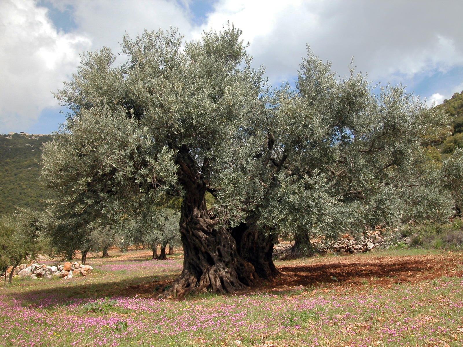 The top 10 most amazing trees in Israel - ISRAEL21c - Tree Runner Vs Tree Runner Go