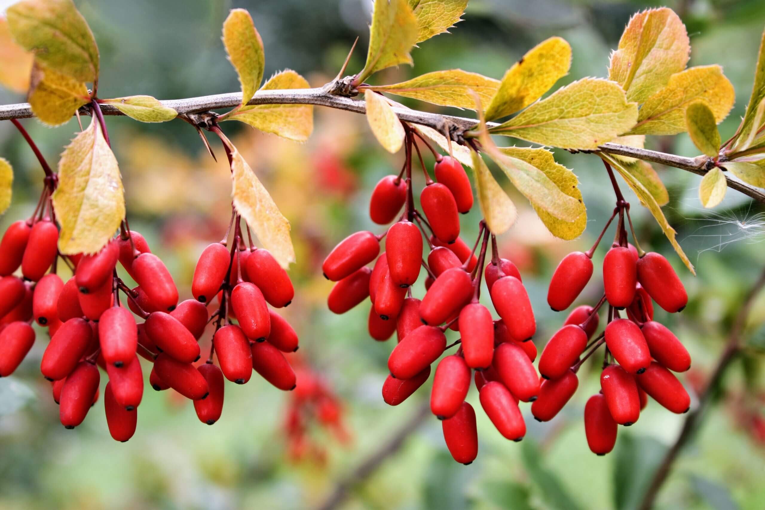 The Ultimate Guide to Choosing the Best Organic Berberine Supplement - Berberine Magnesium Glycinate And Ceylon Cinnamon Tablet