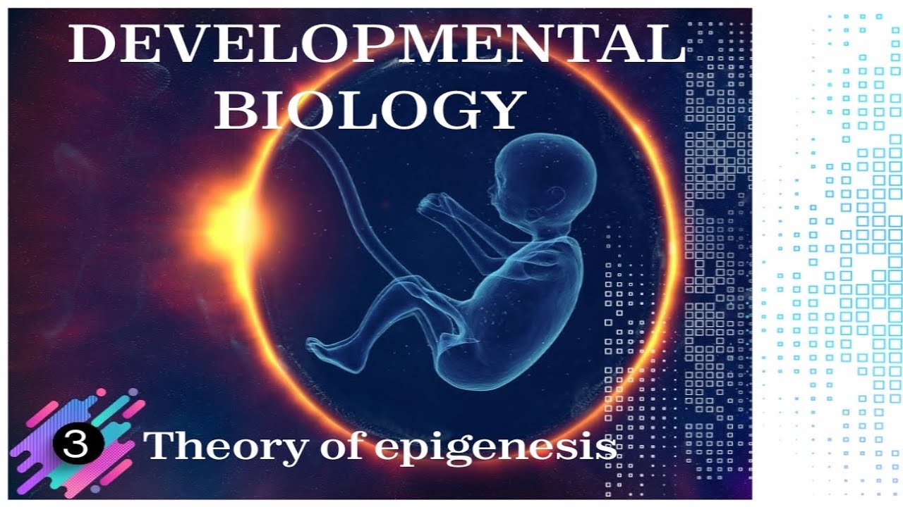 Theory of epigenesis - DEVELOPMENTAL BIOLOGY - YouTube - According To The Epigenetic View Development Is