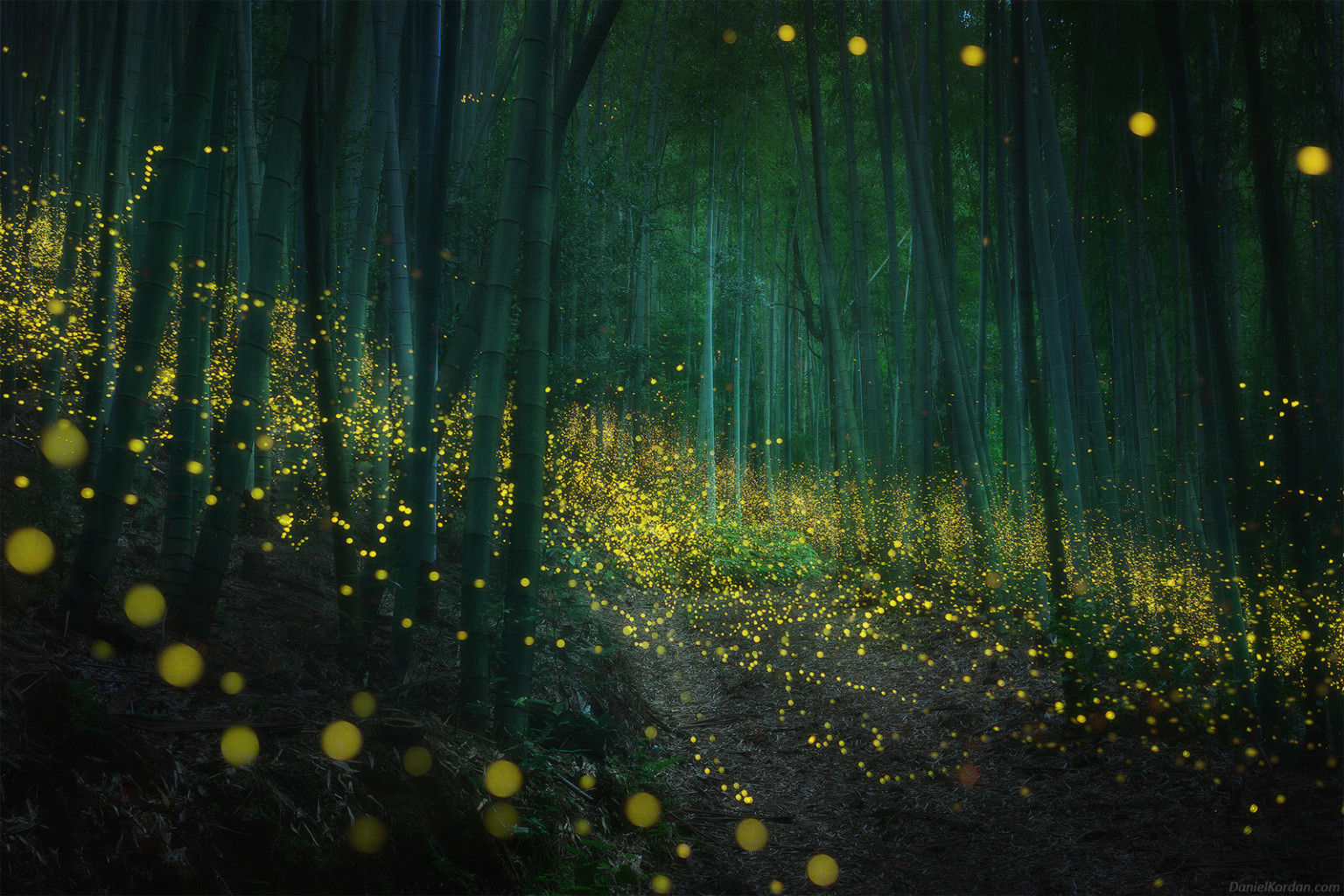 These Photos of Fireflies in Japan are Magical | PetaPixel - Fireflies.ai Note Taker In Microsoft Teams