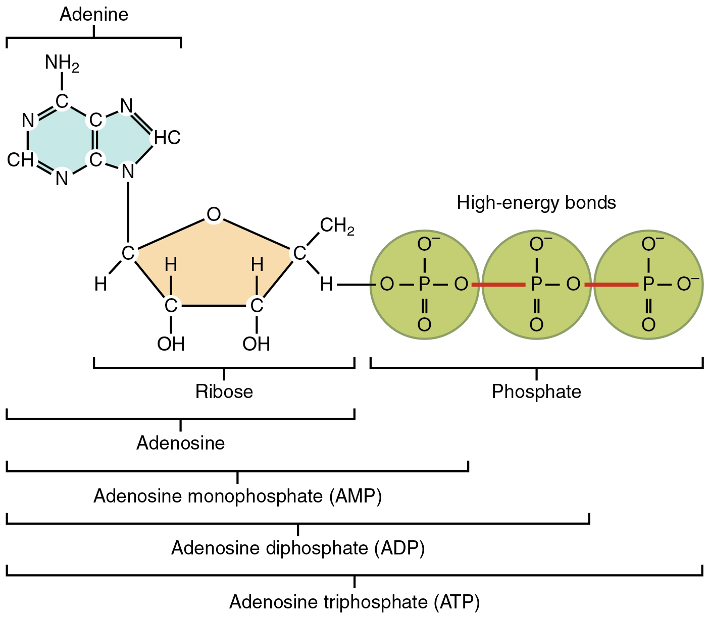 Atp Is Important To Cellular Processes Because It