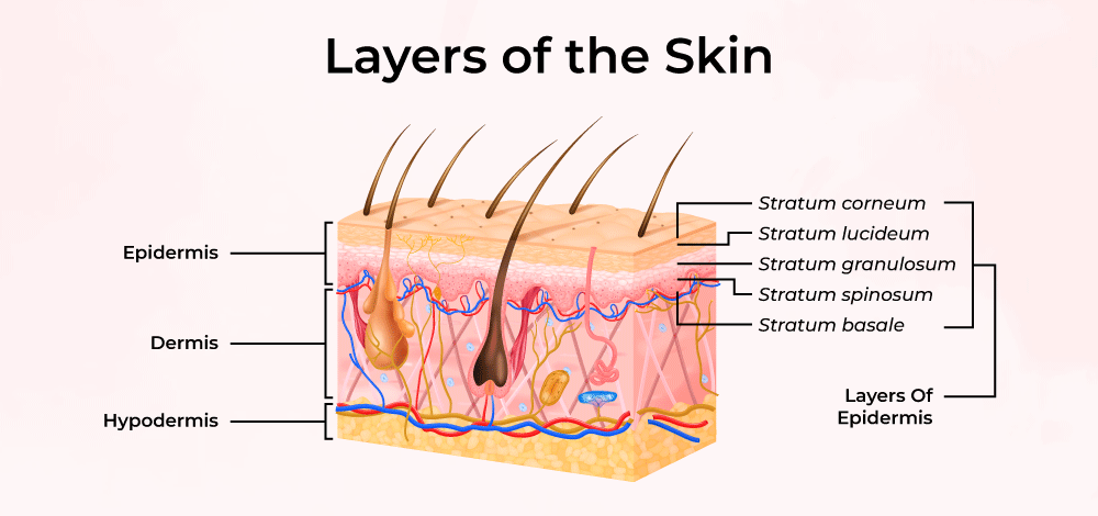 Three Layers of the Skin, and What Are Their Respective Functions? - Skin Tag Removal Kit Rubber Bands