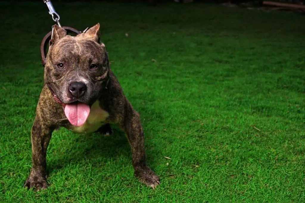 How To Bulk Up Your Dog Naturally