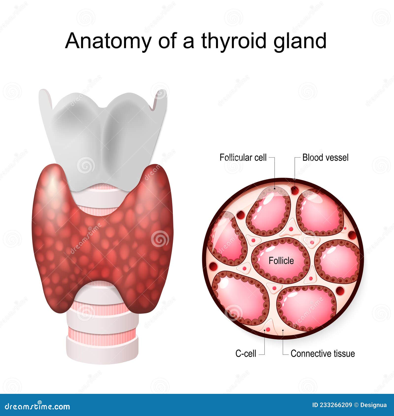 Thyroid Gland Anatomy - Thyroid Supplements For Weight Loss Reviews