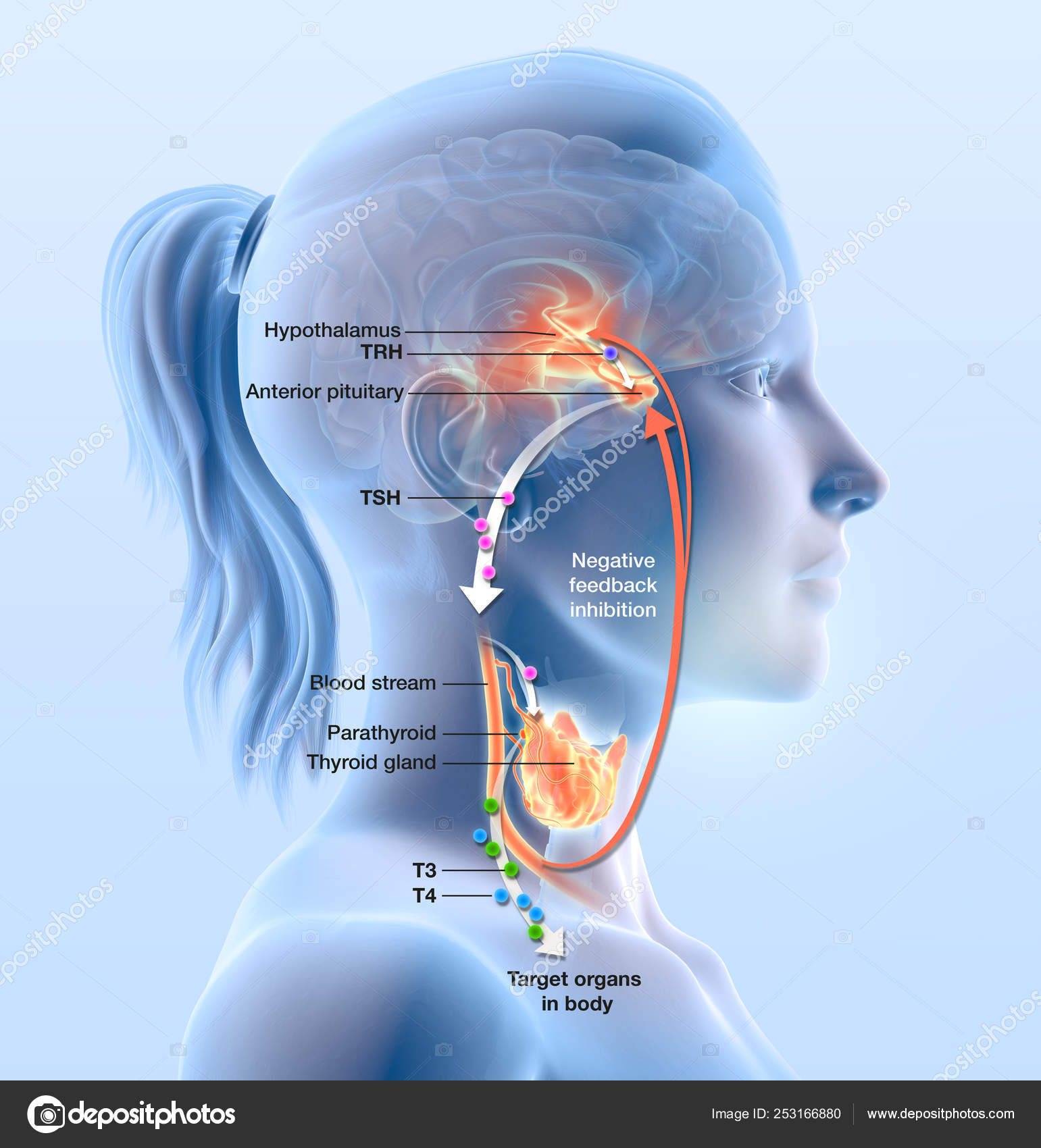 Thyroid Supplements For Weight Loss Reviews
