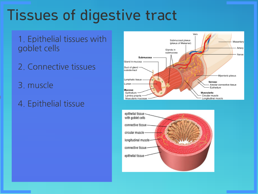 Tissues - Digestive system - Correctly Label The Following Tissues Of The Digestive Tract.