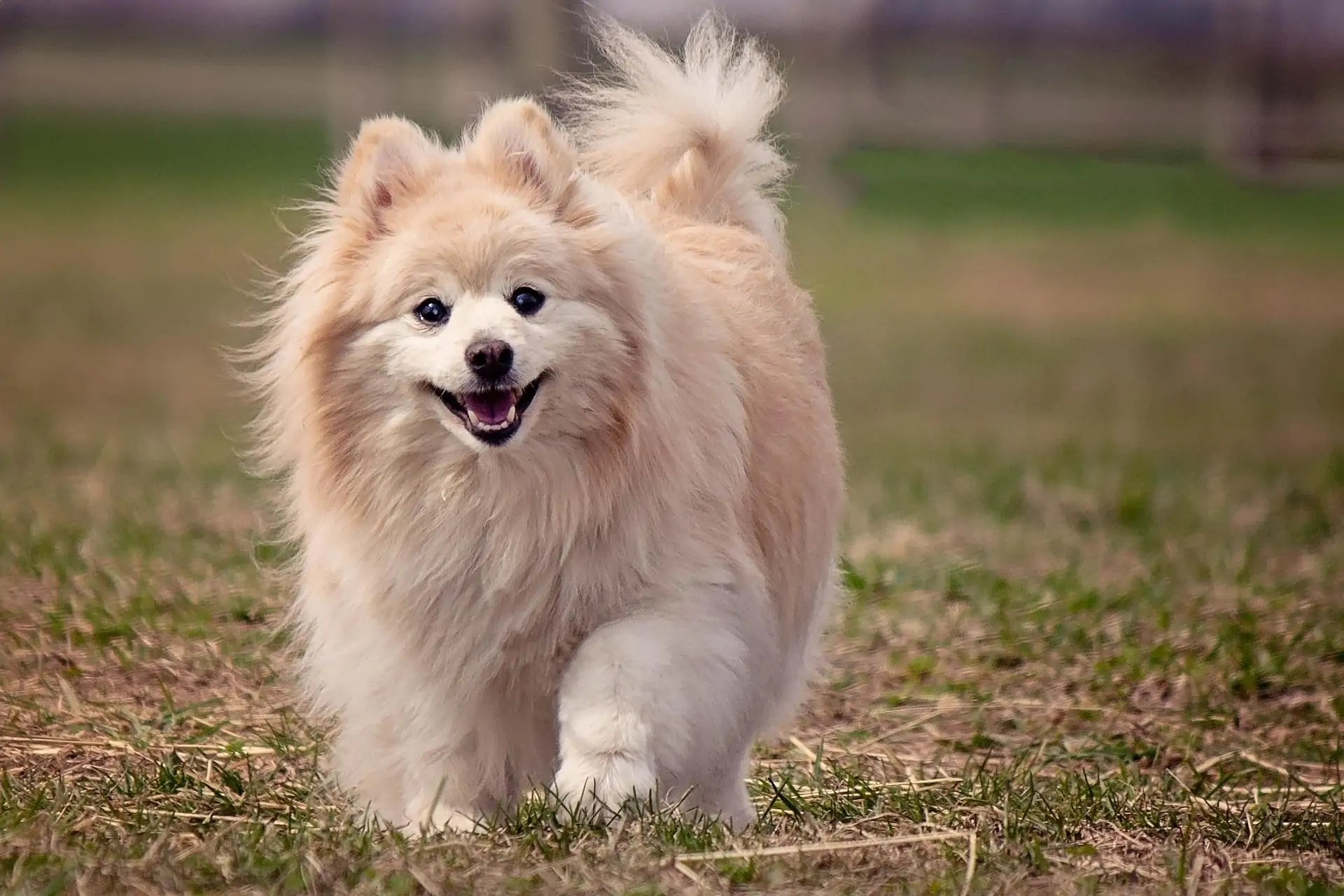 Top 15 Most Beautiful Dog Breeds - Do Dogs Feel Abandoned When You Go On Vacation