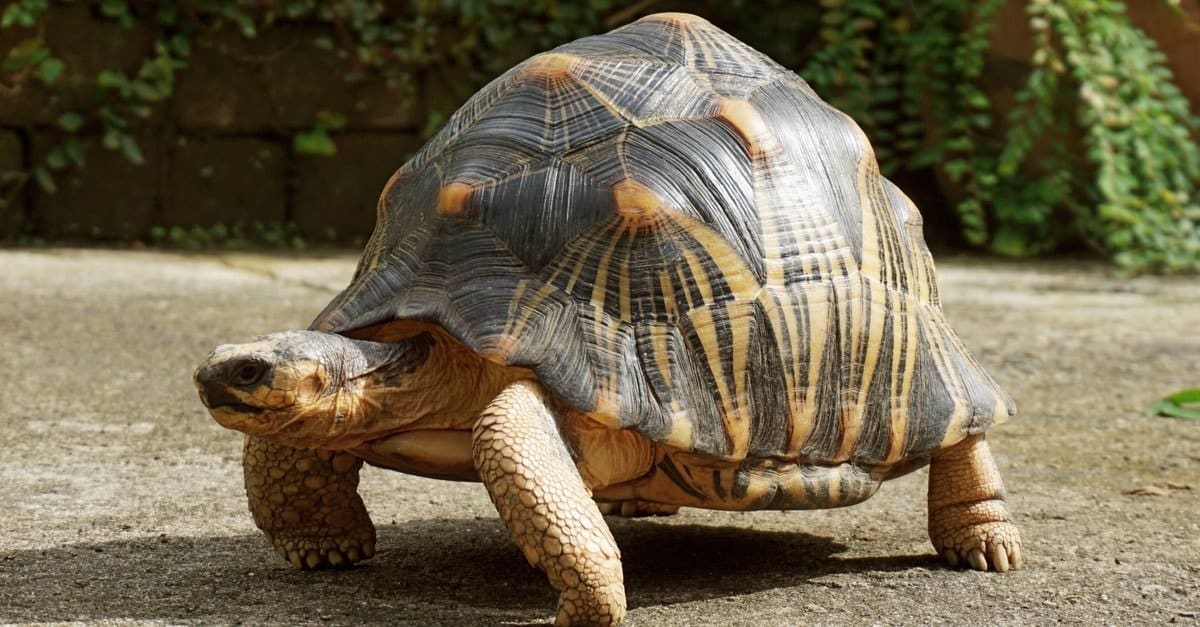 Tortoise Power And Energy Infrastructure Fund