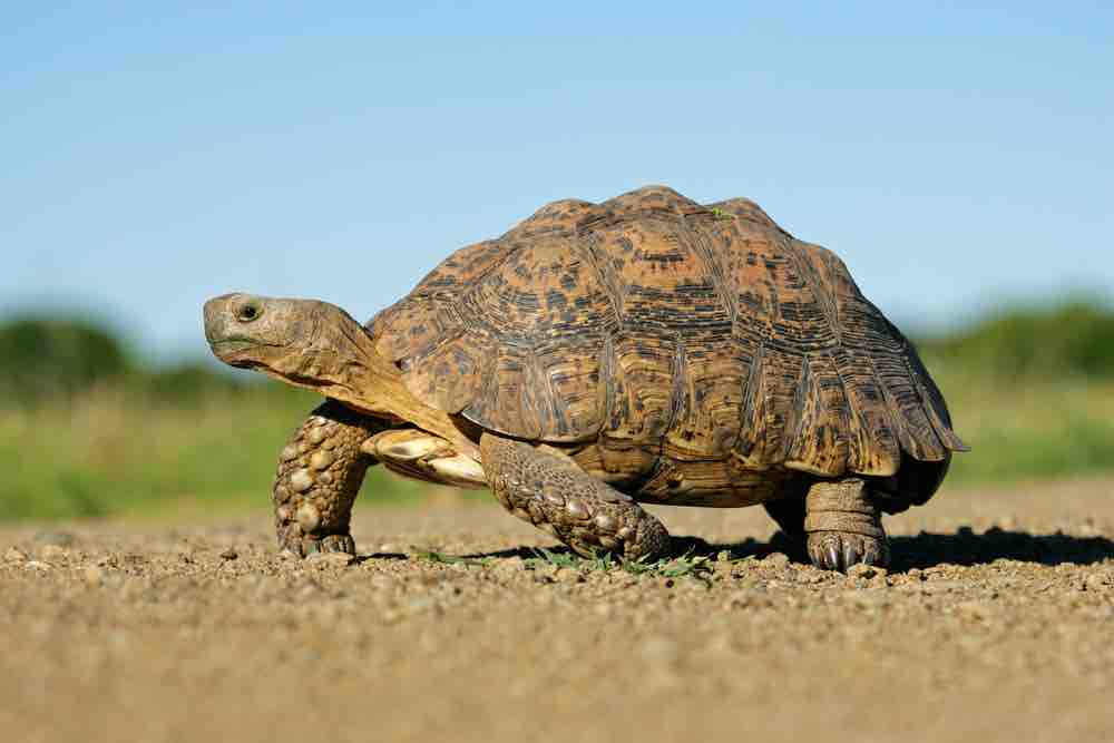 Tortoise Facts, Types, Classification, Habitat, Lifespan, Diet, Pictures - Tortoise Power And Energy Infrastructure Fund