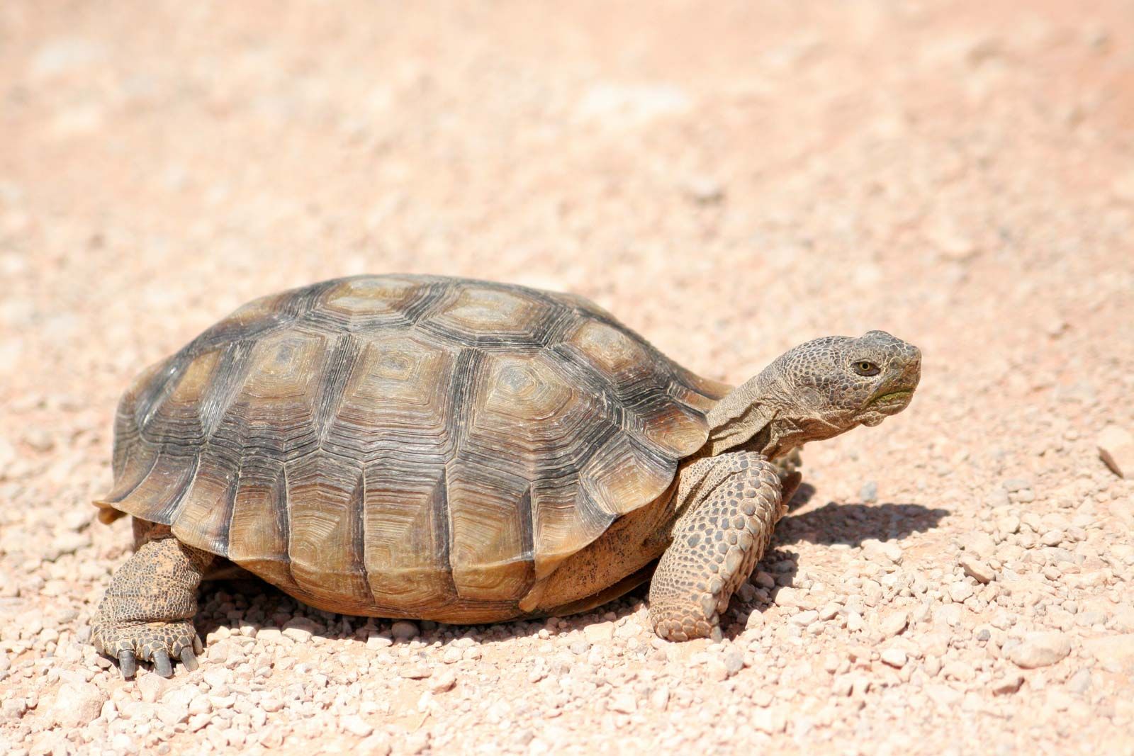 Tortoise | Reptile, Habitat, Diet, & Lifespan | Britannica - Tortoise Power And Energy Infrastructure Fund