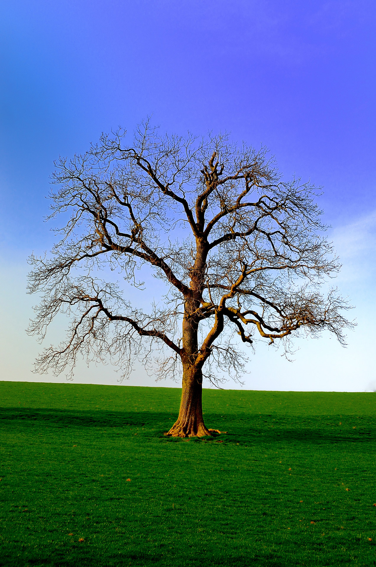 Tree Of Life Seeds Little Rock Ar
