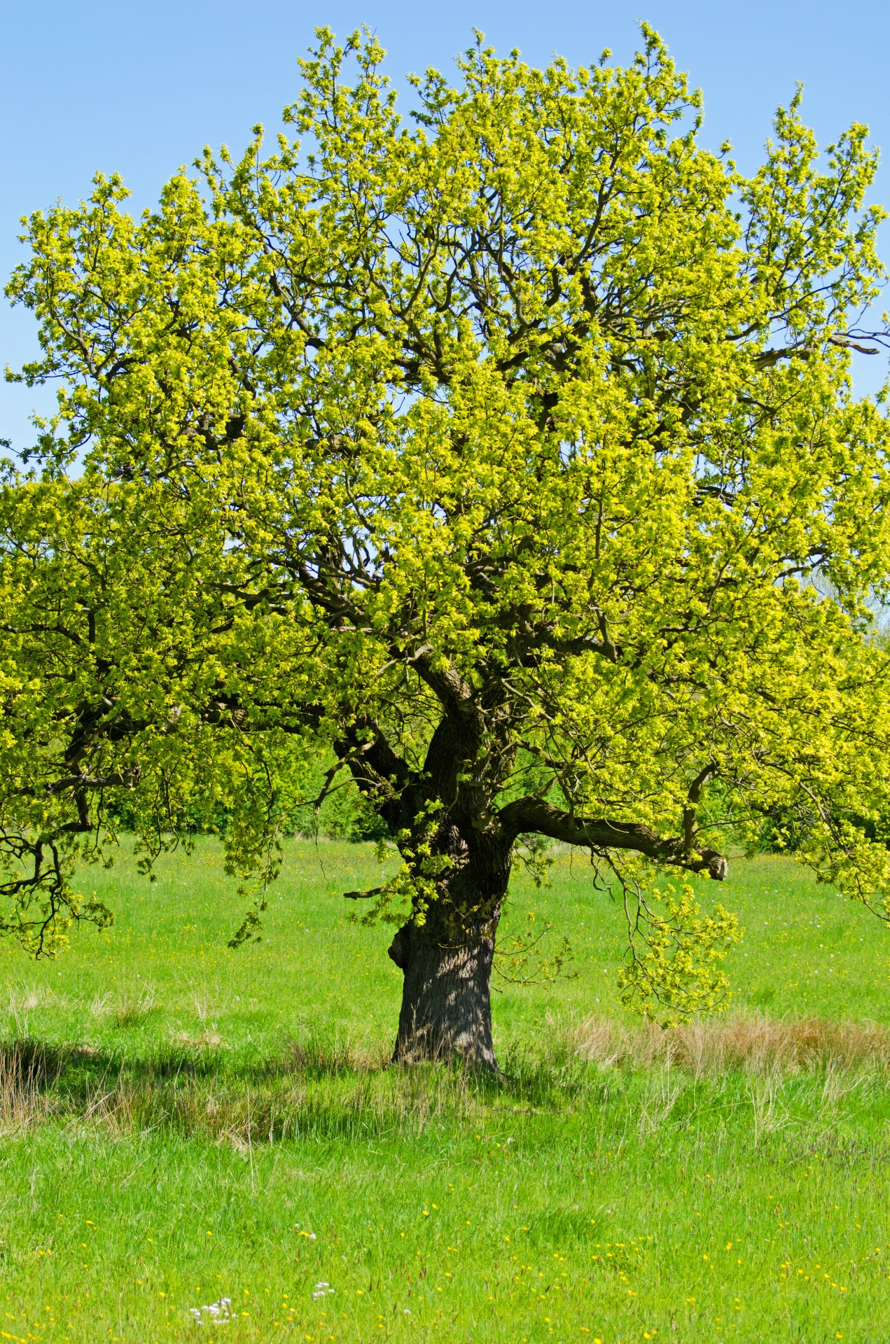 Tree Free Stock Photo - Public Domain Pictures - Tree Of Life Breast Milk Jewelry