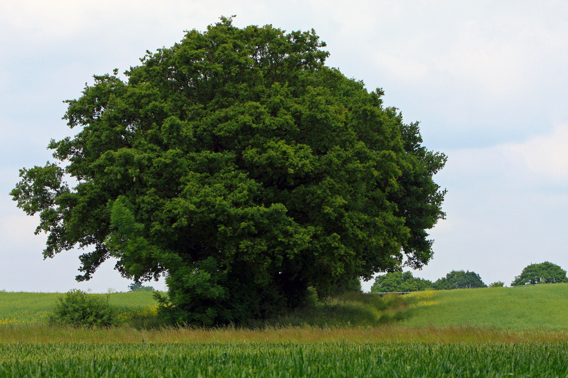 Tree Runner Vs Tree Runner Go