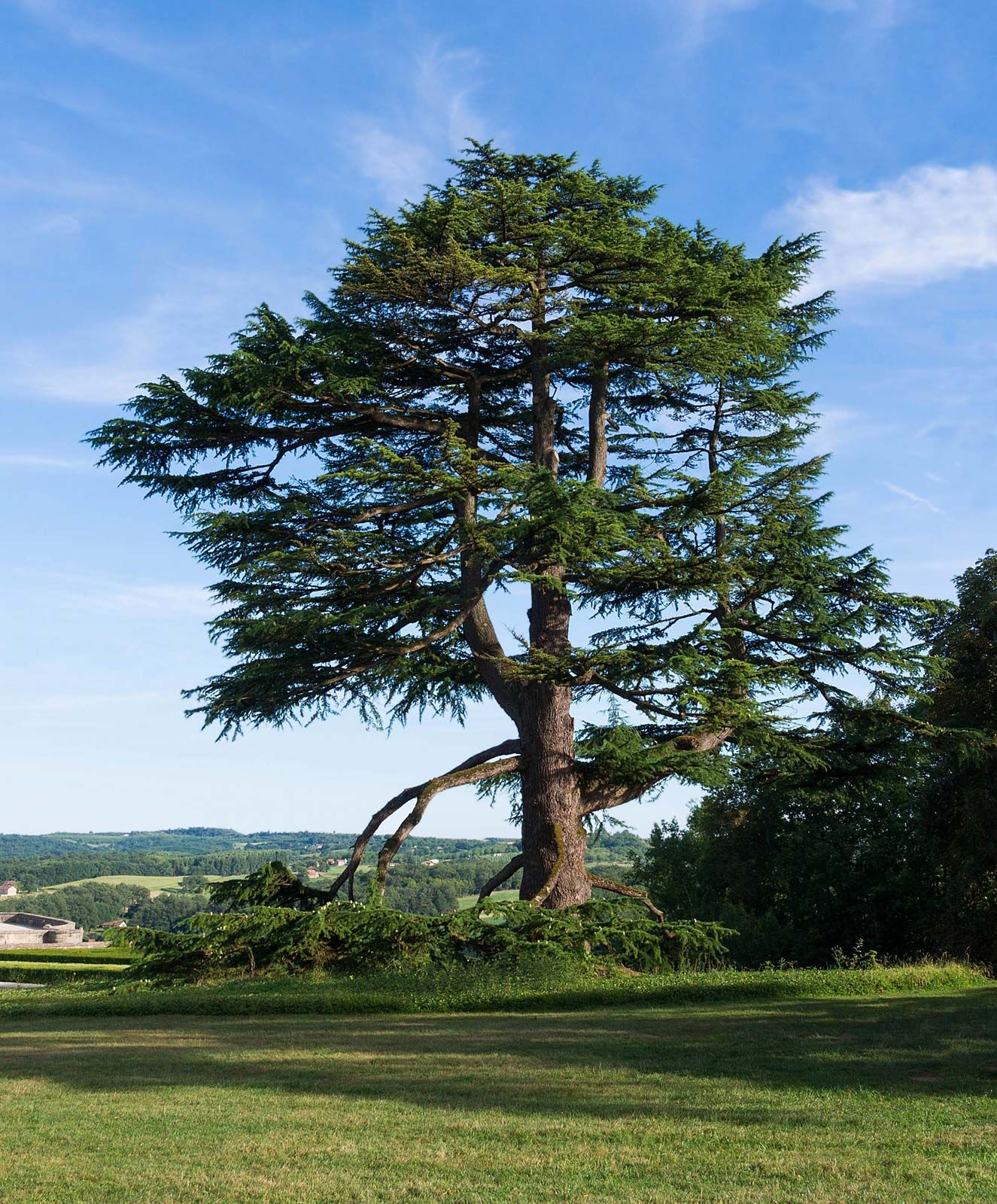 Trees - Tree Of Life Seeds Little Rock Ar
