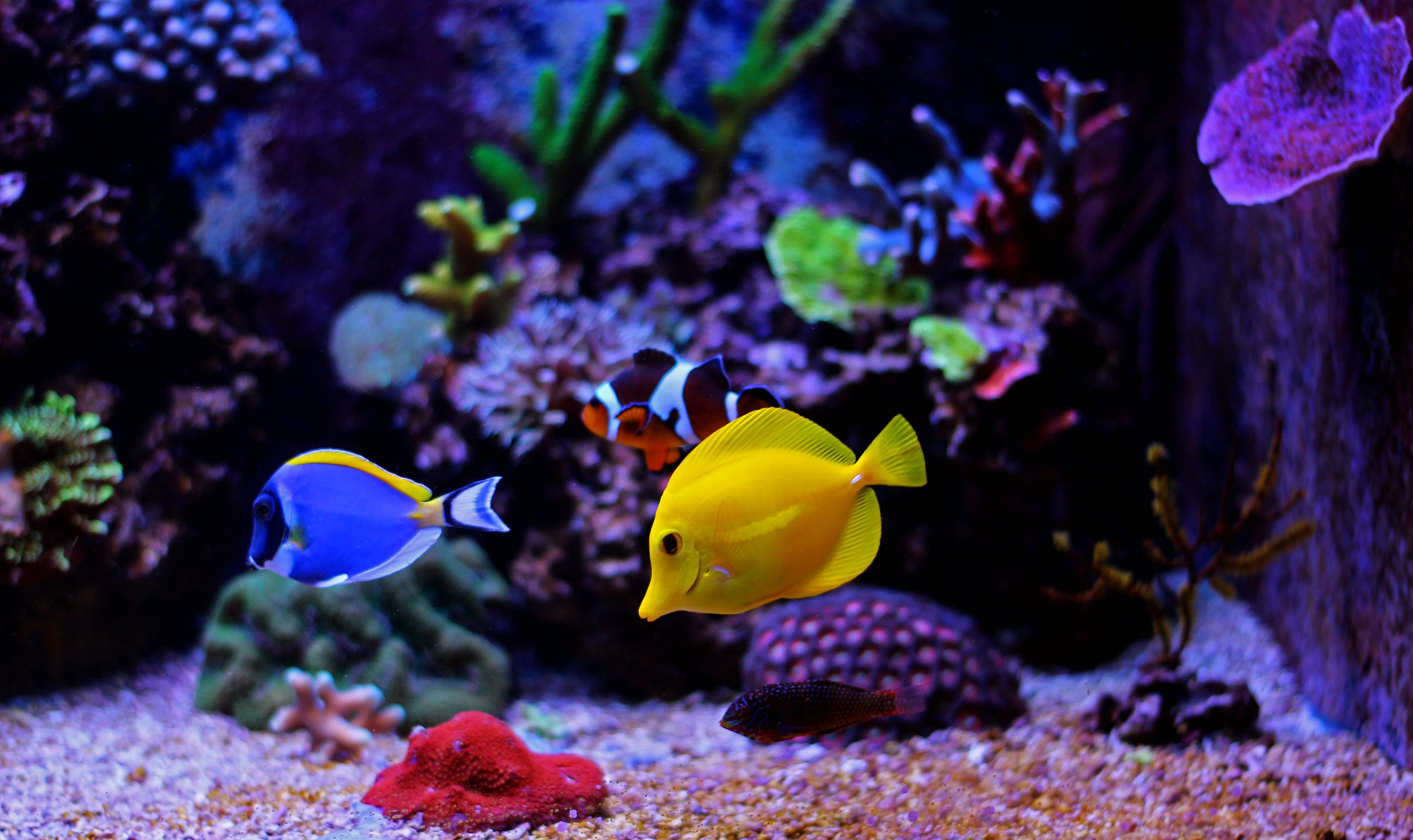 Tropical Fish: What Defines Them and Which Breeds are Popular for - Fish And Sarhangian Oral And Maxillofacial Surgery
