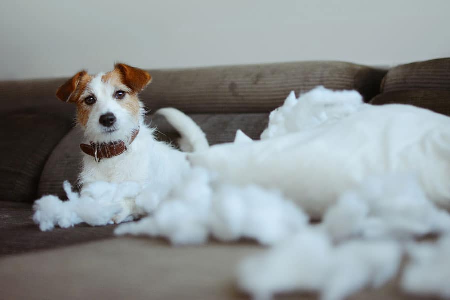Truth About Puppy Separation Anxiety - nuviamayorga - Will A Second Dog Help With Separation Anxiety