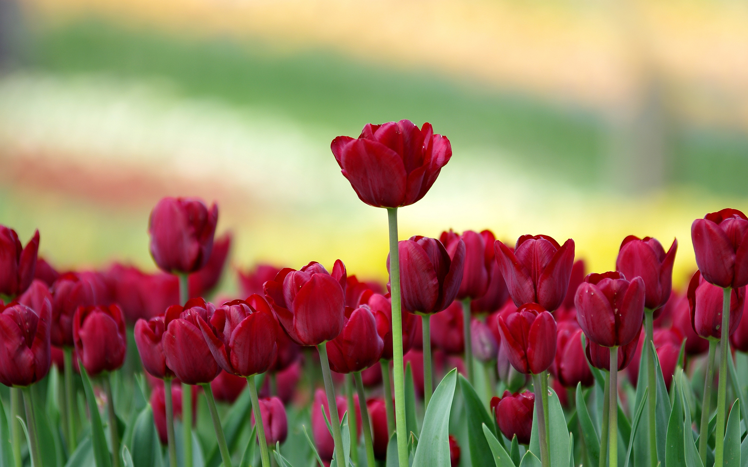 Tulip Flowers Wallpaper | PixelsTalk.Net - Tulip Festival Street Fair Mount Vernon Wa