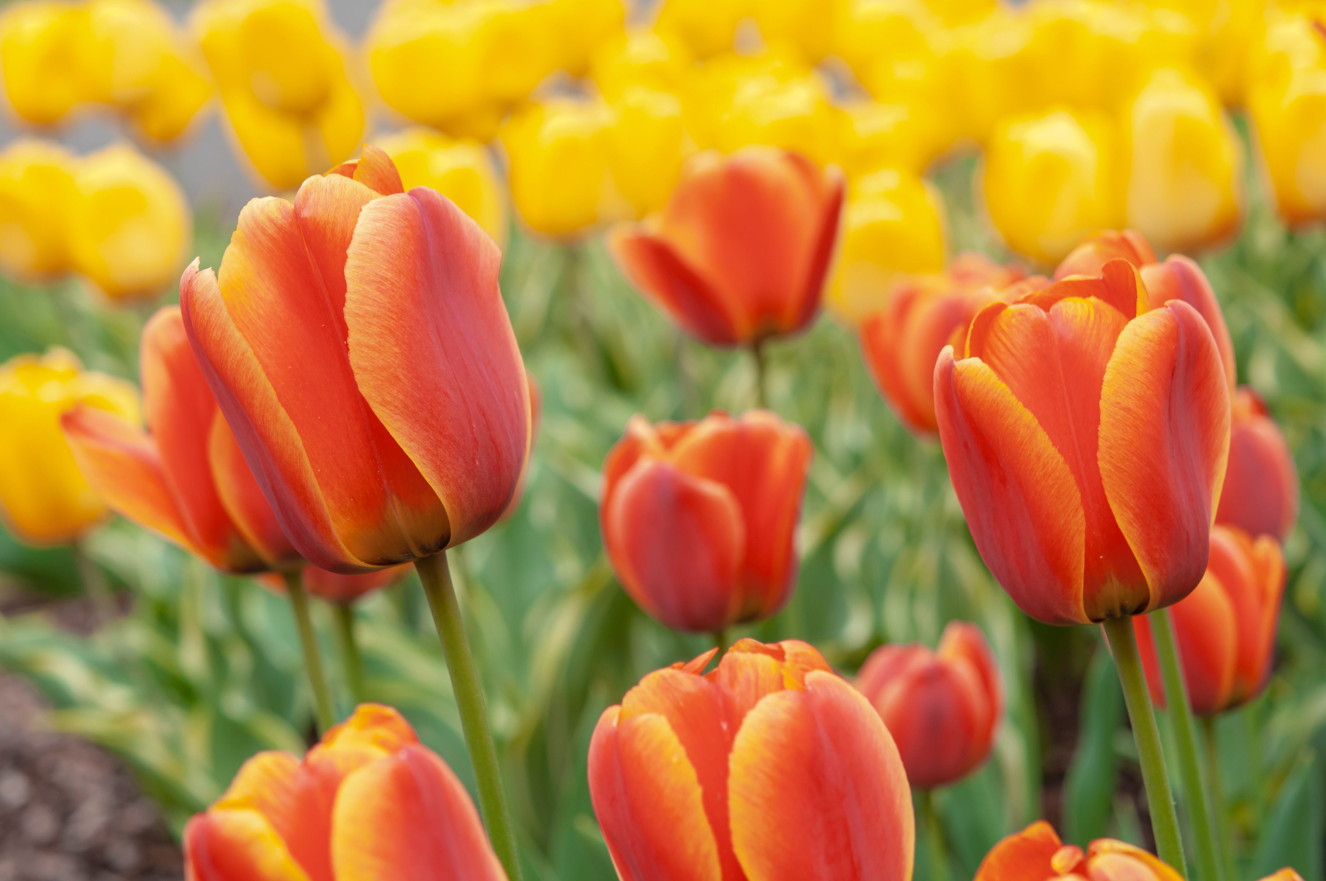 Tulip Festival Street Fair Mount Vernon Wa