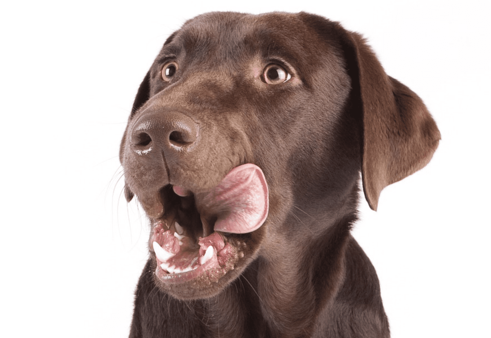 Turmeric For Dogs Pets At Home