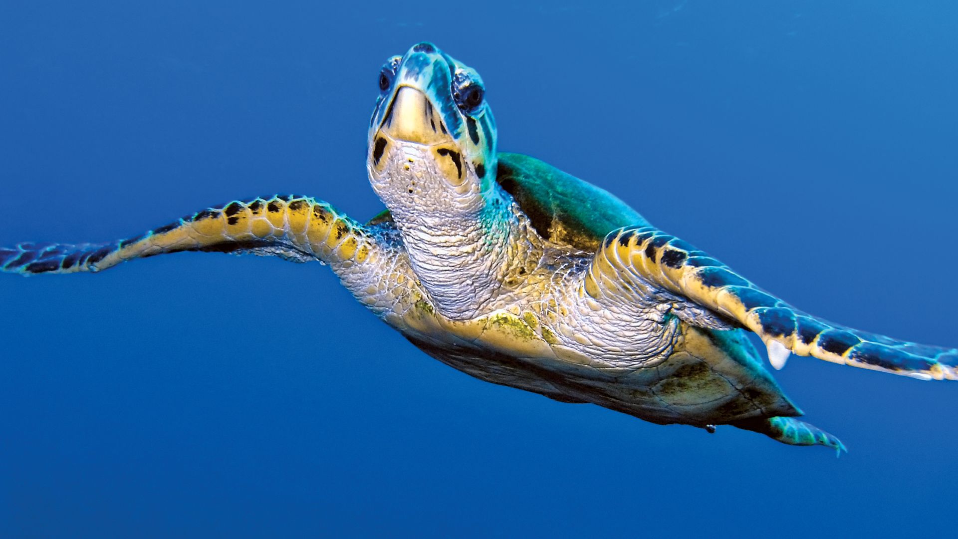 Turtle Cay By Diamond Resorts Virginia Beach