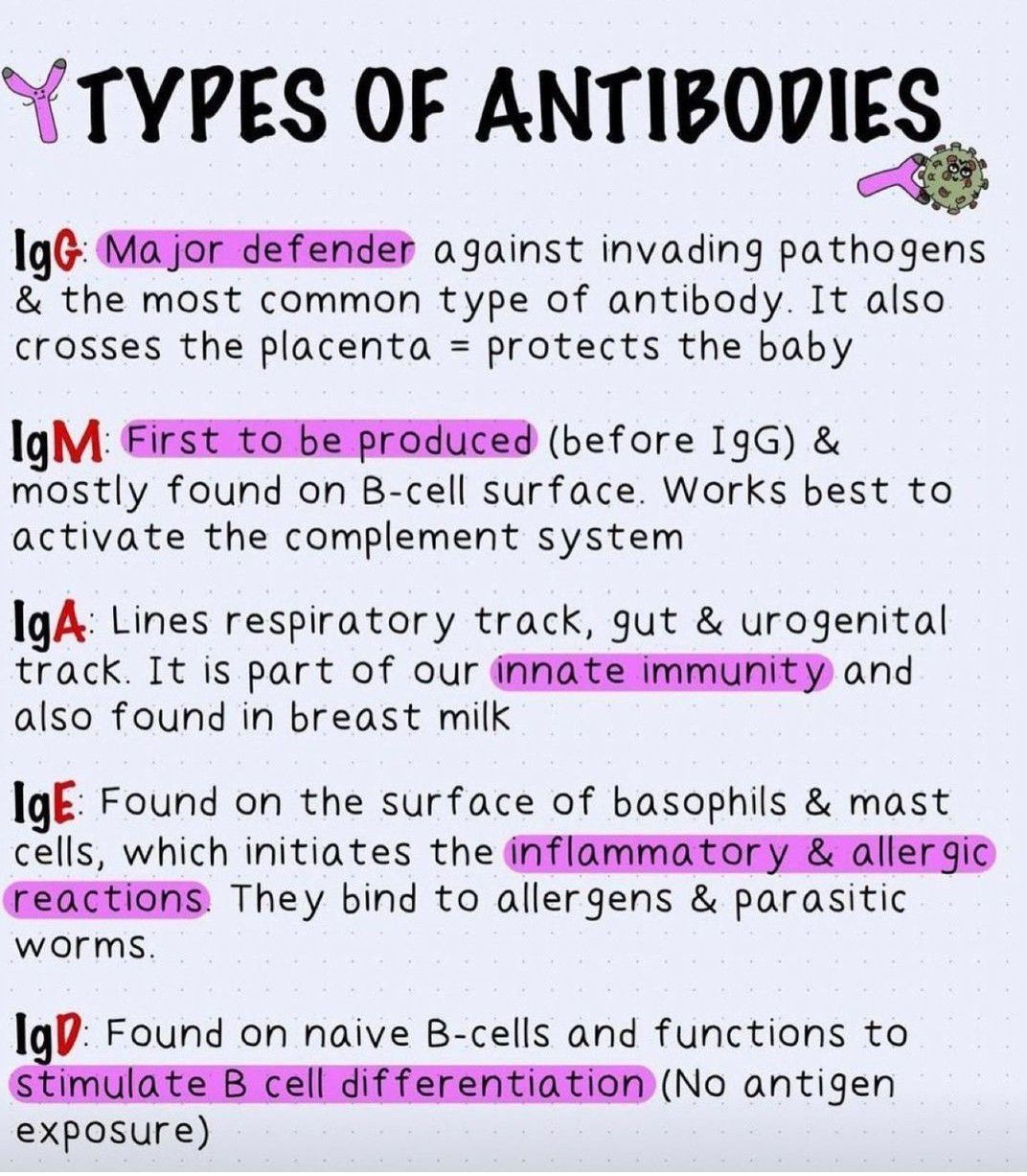 Types of Antibodies - MEDizzy - Each Class Of Antibody Is Differentiated By The