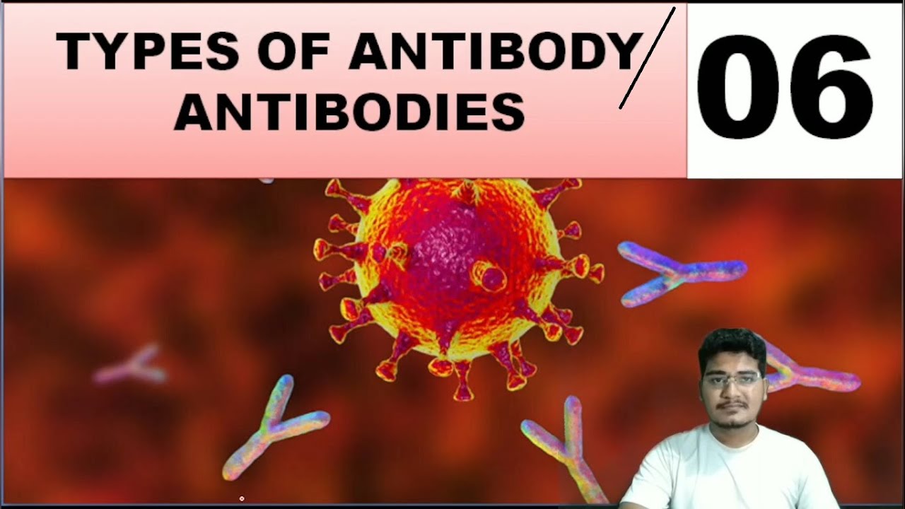 TYPES OF ANTIBODY , PART - 6 - YouTube - Each Class Of Antibody Is Differentiated By The
