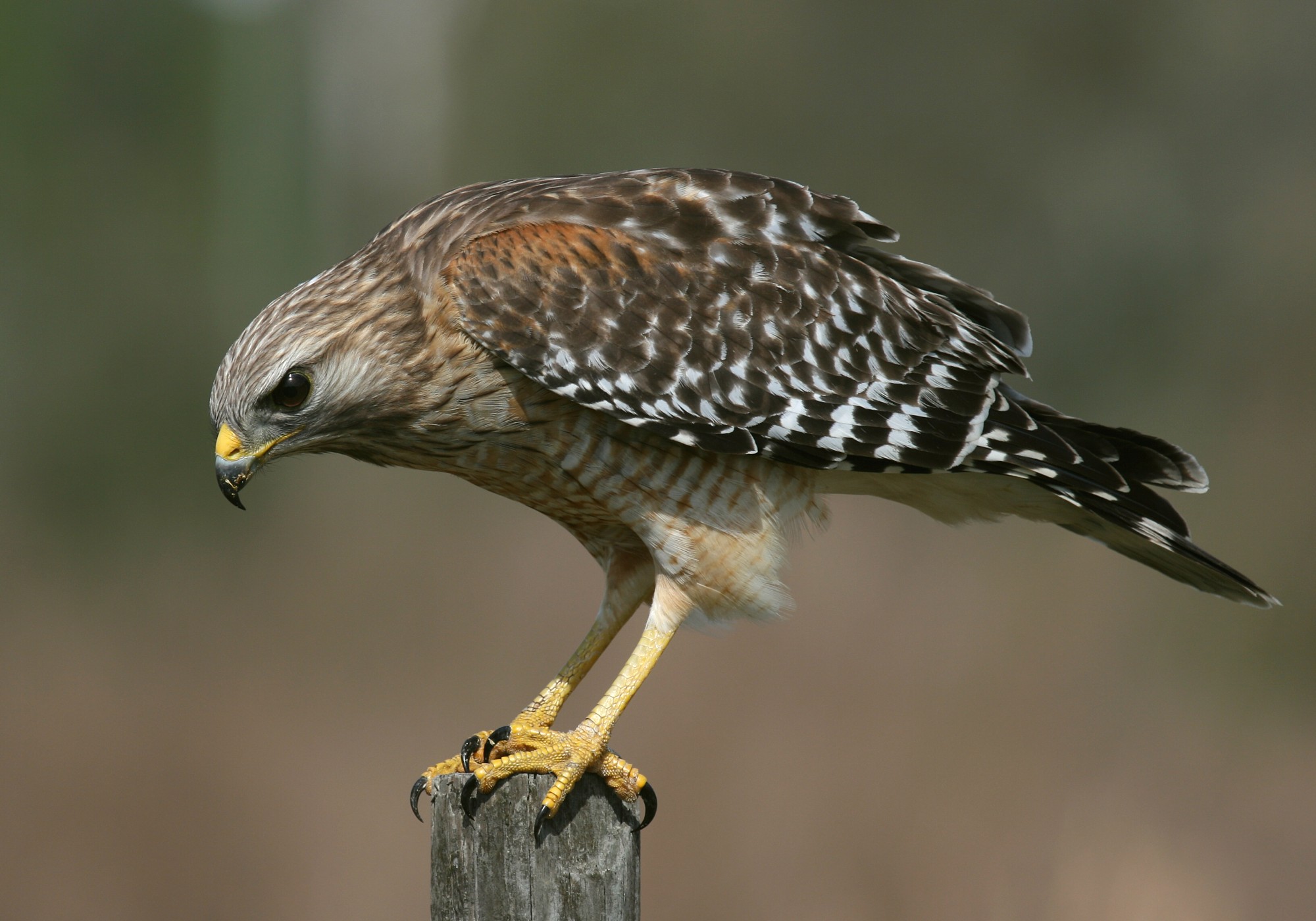 Hawks View Golf Lake Geneva Wi