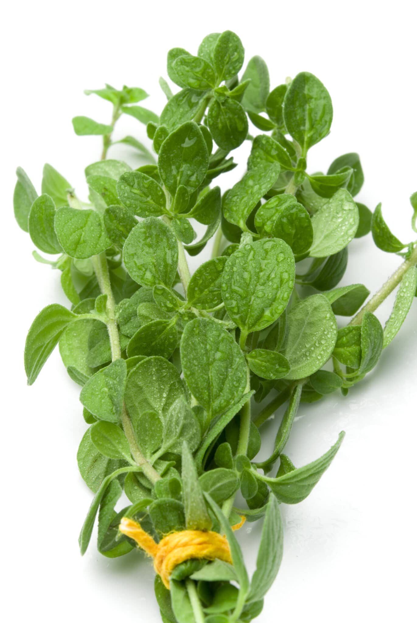 Types Of Oregano: How To Grow And Use Popular Oregano Varieties - Oregano And Tea Tree Oil For Toenail Fungus