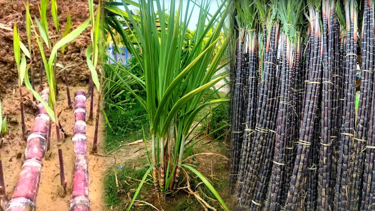 Sukre Sugar Where To Buy Near Me