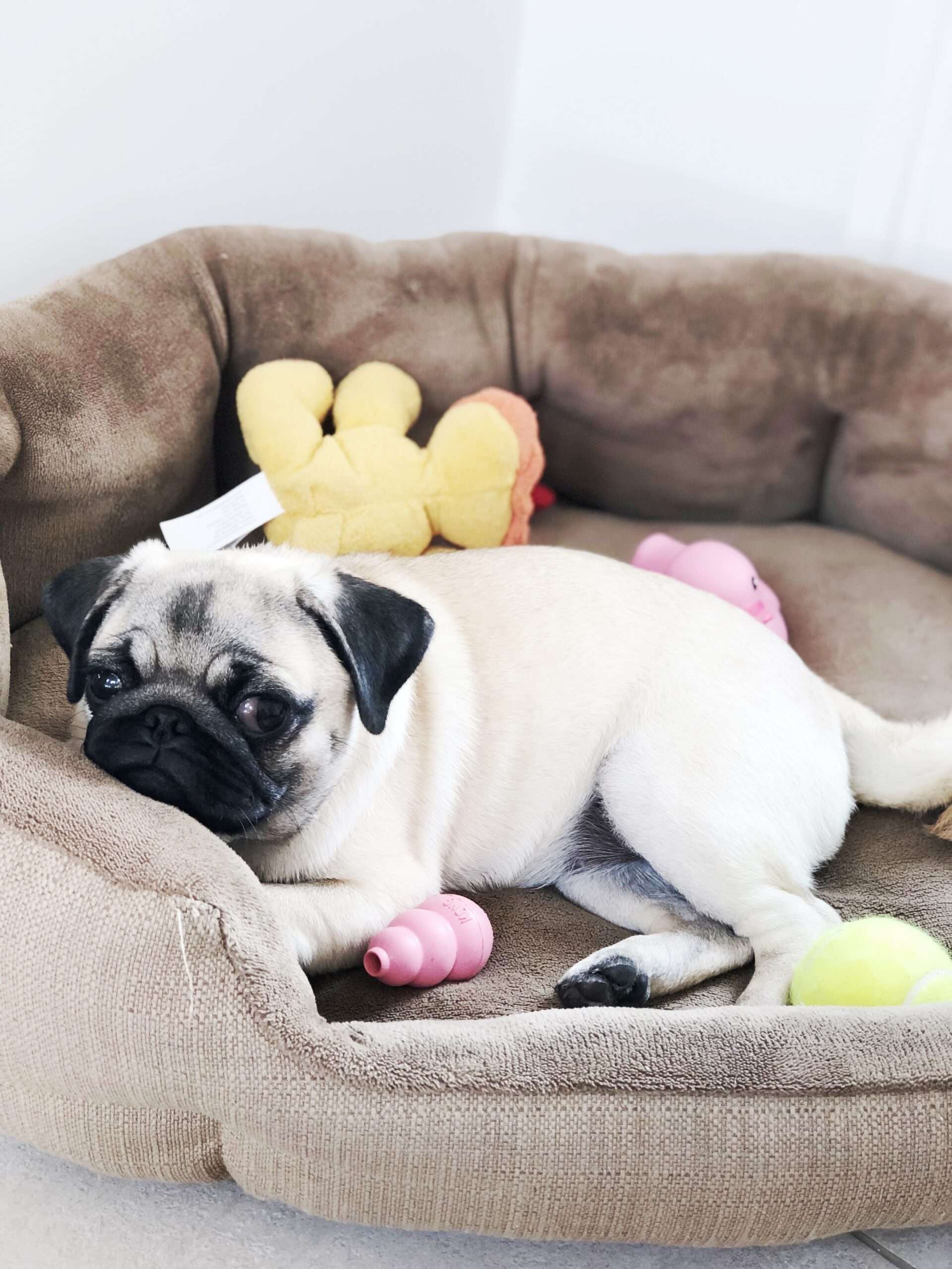 Until What Age Should A Dog Sleep In A Crate