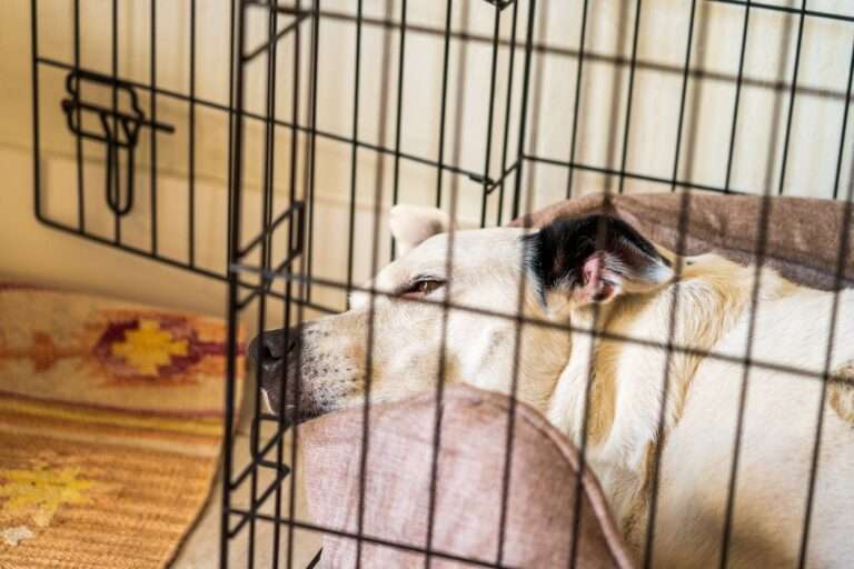 Until What Age Should a Dog Sleep in a Crate? An Expert's Guide - Until What Age Should A Dog Sleep In A Crate