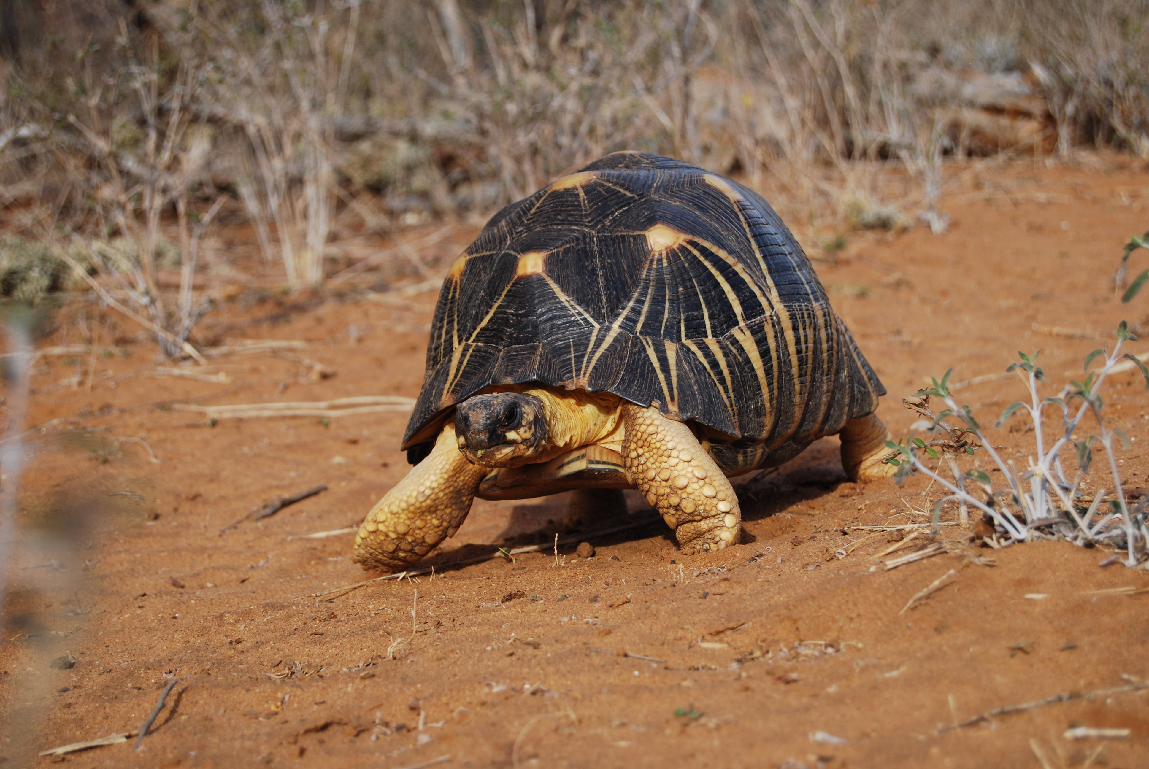 Urgent action needed to halt increased trafficking of critically - Tortoise Power And Energy Infrastructure Fund Inc