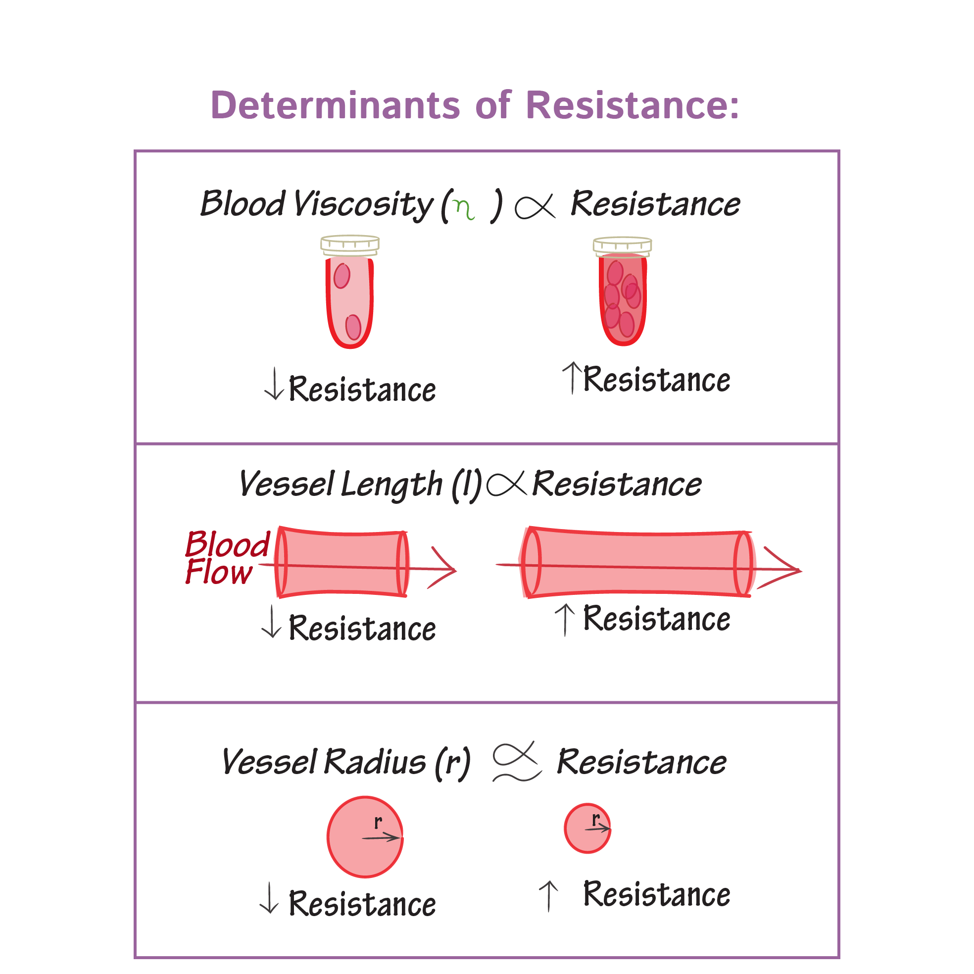 Vascular Resistance - Physiology Flashcards | ditki medical and - Choose All Of The Following That Affect Peripheral Resistance.