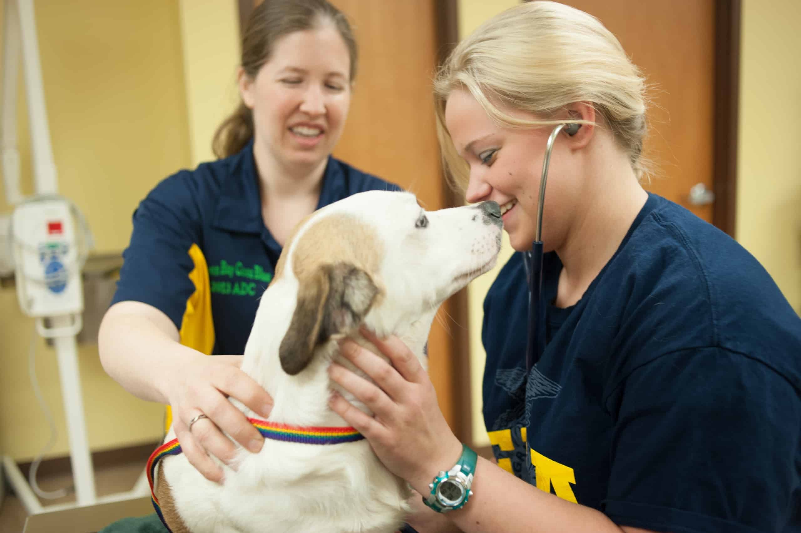 Veterinarian Education And Training - Veterinary Specialty And Emergency Center Levittown Pa