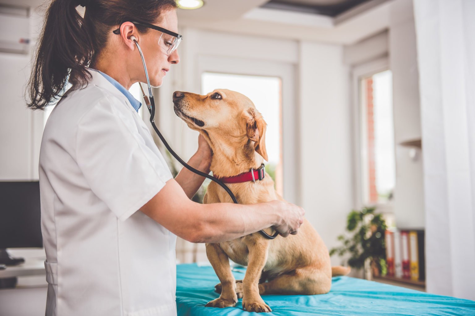 Veterinarian Examining Dog | Small Business Sense - Veterinary Specialty And Emergency Center Levittown Pa