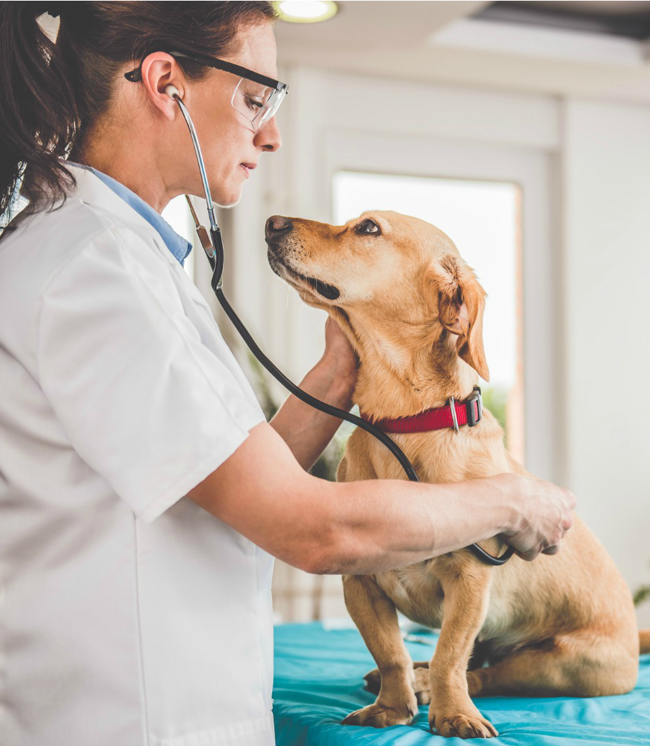 Veterinary Specialty And Emergency Center Levittown Pa