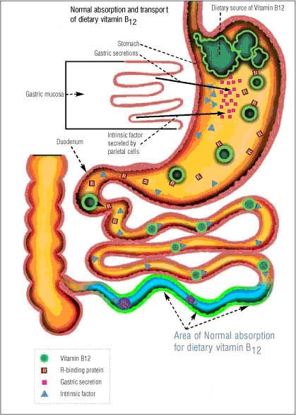 Vitamin and Mineral Absorption - USMLE Strike - Nutrient Absorption Occurs Primarily In The