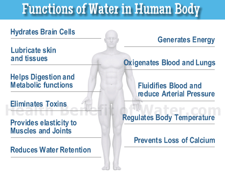 Water, Water Everywhere! | Online Personal Training Baltimore - Choose Four Functions Of Water In The Body.