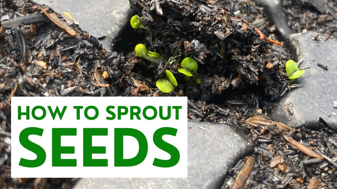 Ways to SPROUT SEEDS (Easy Guide) | Carlo The Farmer - YouTube - How Long Do Seeds Take To Sprout