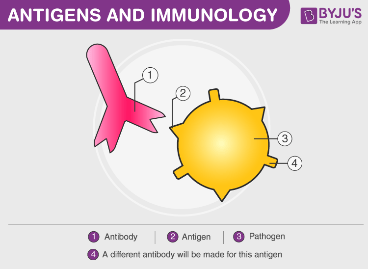 What are Antigens? - Definition, Properties, Types, Structure - Antigen Ai Labs Company Overview Products
