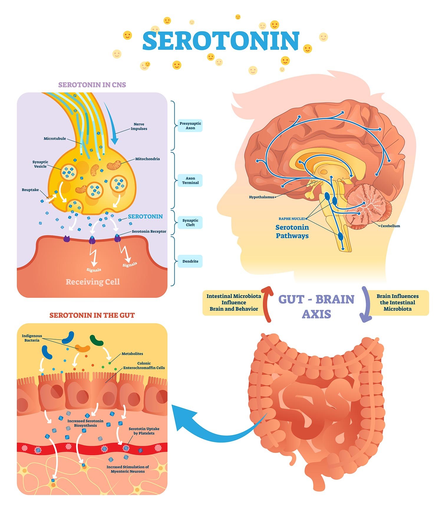 What Does Serotonin Do? Neurotransmitter Function - Serotonin Coolsculpting & Weight Loss Center Orlando Weight Loss Clinic