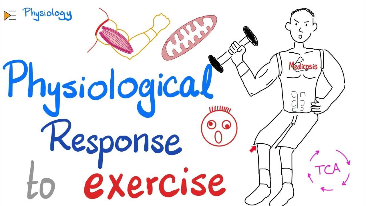 What happens inside your body when you exercise | Physiological - Identify A True Statement About Exercise Physiology