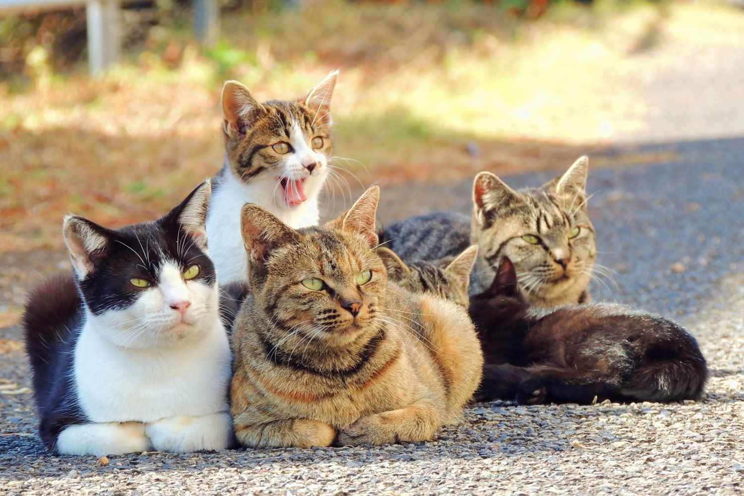 What Is a Group of Cats Called? - Do Cats Need Wet Food Everyday