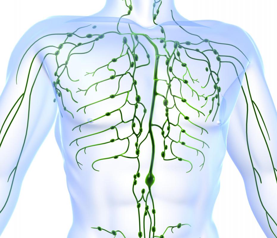 What is a Paraaortic Lymph Node? (with pictures) - Can Lymph Drainage Make You Sick