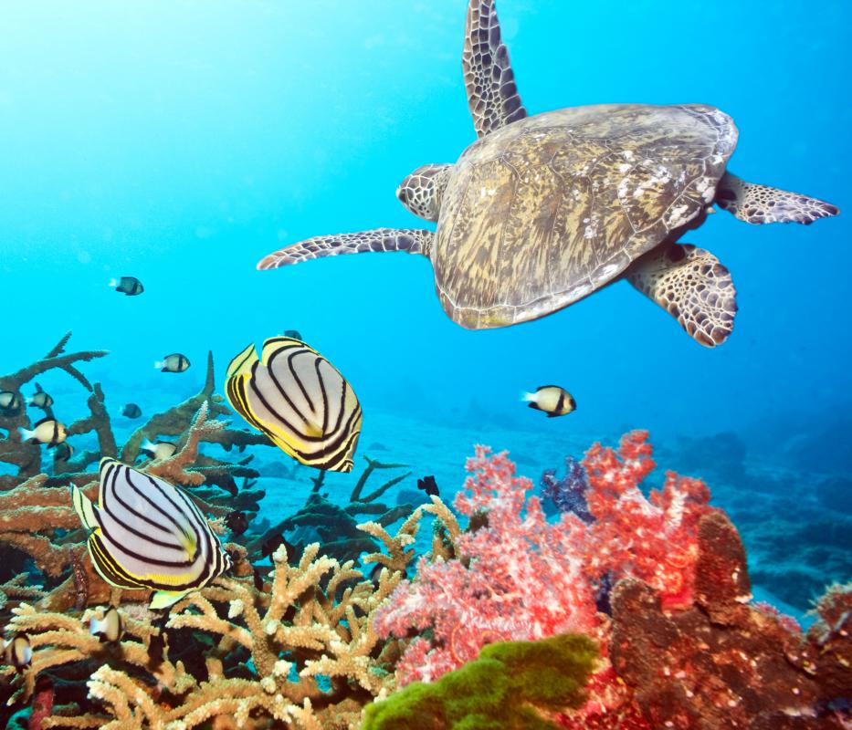 What Is an Ocean Habitat? (with pictures) - Habitat For Humanity Greater Toronto Area