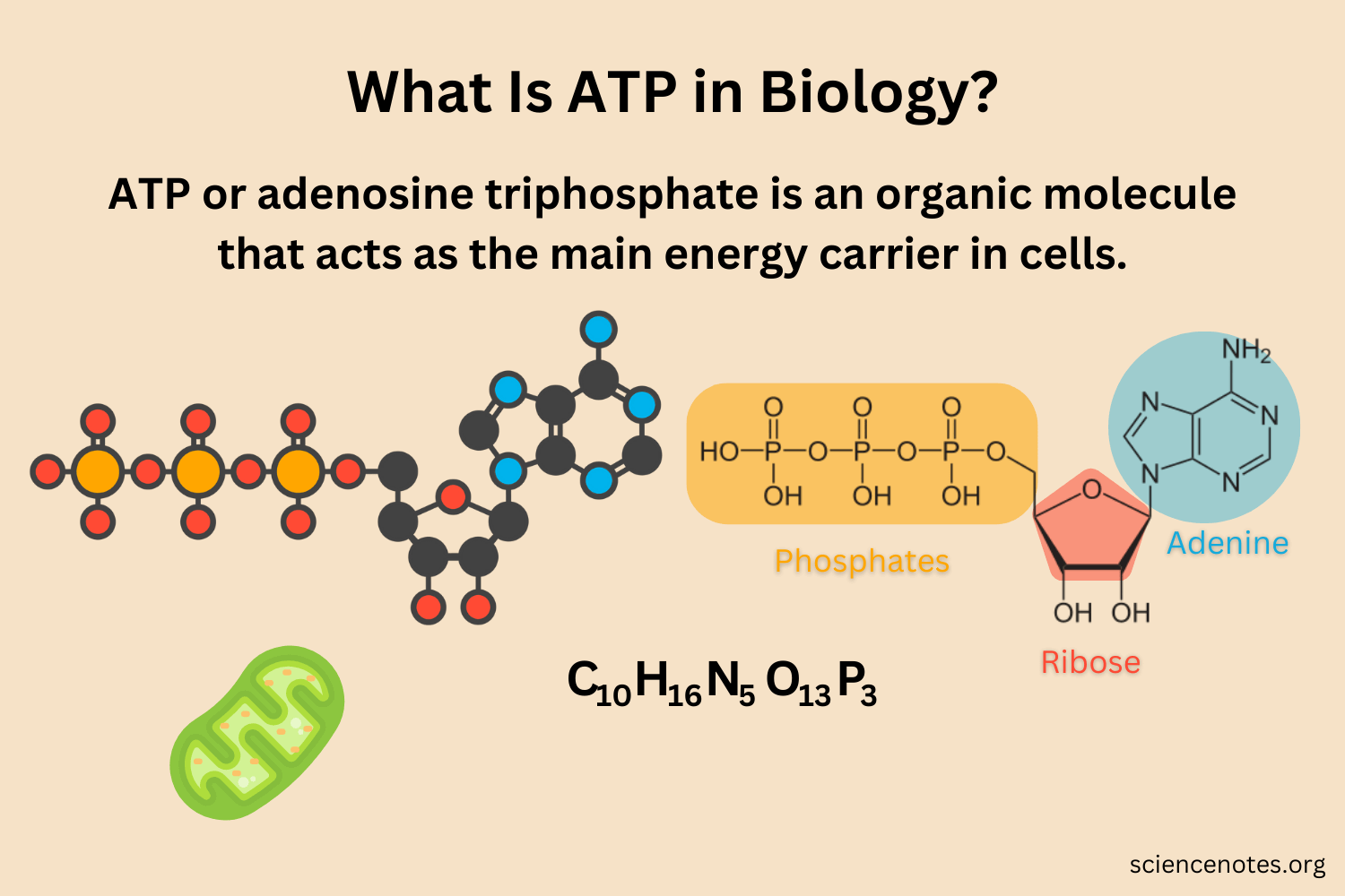 What Is ATP in Biology? Adenosine Triphosphate Facts - Atp Is Important To Cellular Processes Because It
