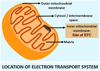 Where Is The Electron Transport System Located