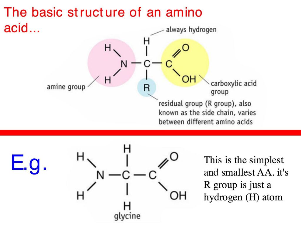 What is it? Where is it found? What does it do? - ppt download - Amino Acids Are Delivered In Their Appropriate Order By