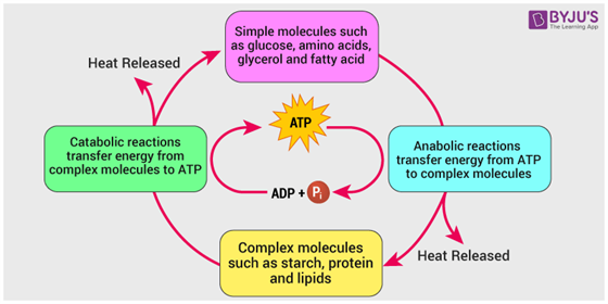 What Is Metabolism? - Definition, Types, Process - Metabolism Ignite Reviews Before And After