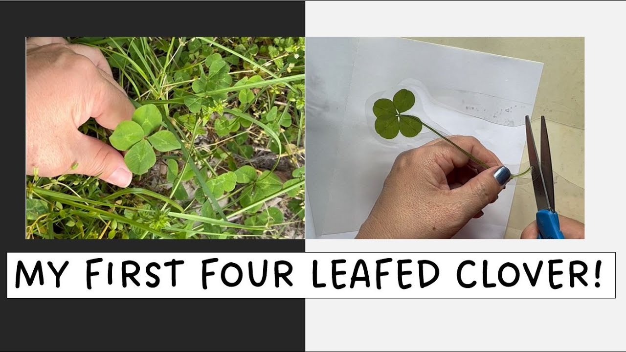 WHAT TO DO WITH A LUCKY CLOVER - YouTube - How To Press A Four Leaf Clover